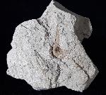 Hemitrapa heissigii GREGOR 1982 (Wassernuss) - Bild © FossNet FossilienStore